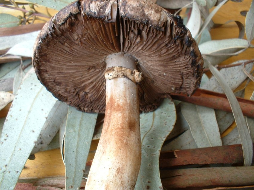 agaricus da determinare